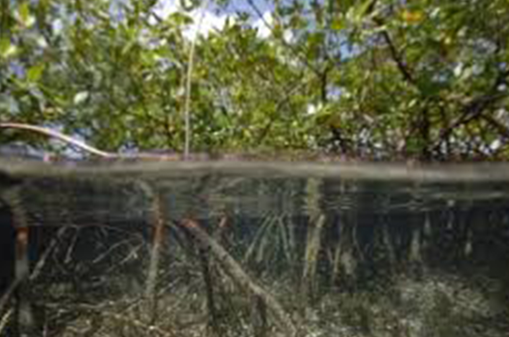 Protecting Mangroves, Nature’s Heroes in the Fight Against Climate Change