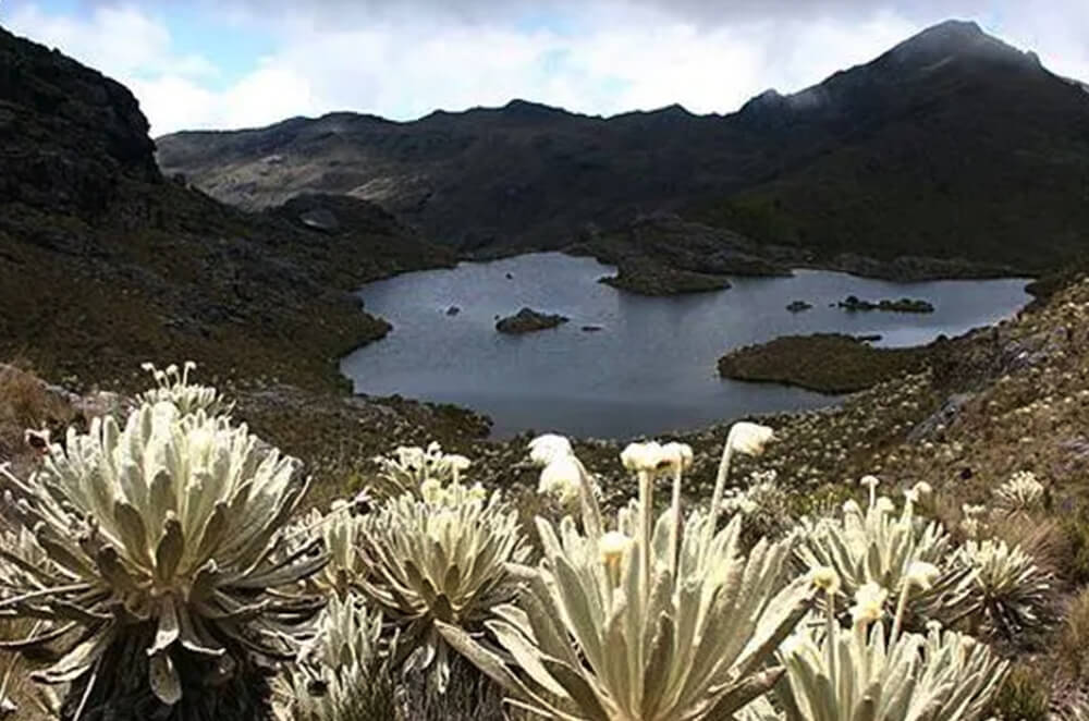 Paramos: The Environmental Treasure of the Andean Mountain Range